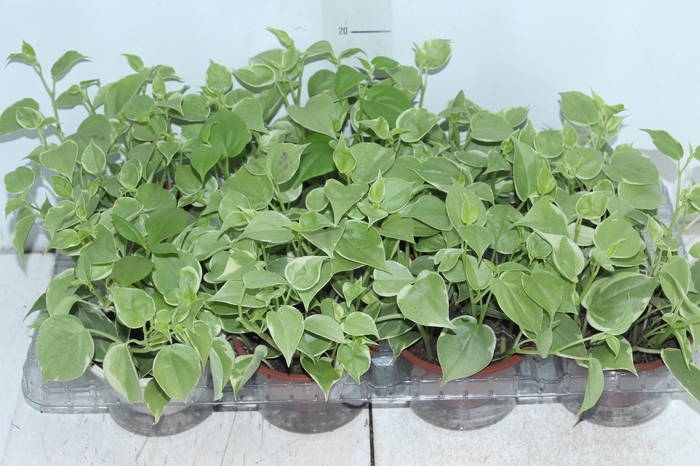 <h4>PEPEROMIA SCANDENS C13</h4>