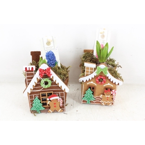 arr4 Hyacint FL - Gingerbread house