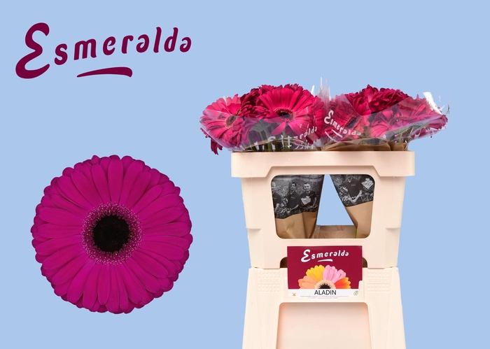 <h4>GE GR ALADIN</h4>