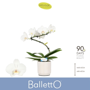 Balletto Wing 1 spike in Lazio White