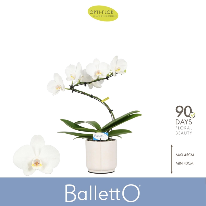 <h4>Balletto Wing 1 spike in Lazio White</h4>