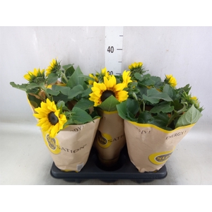 Helianthus an. 'Sunsation'