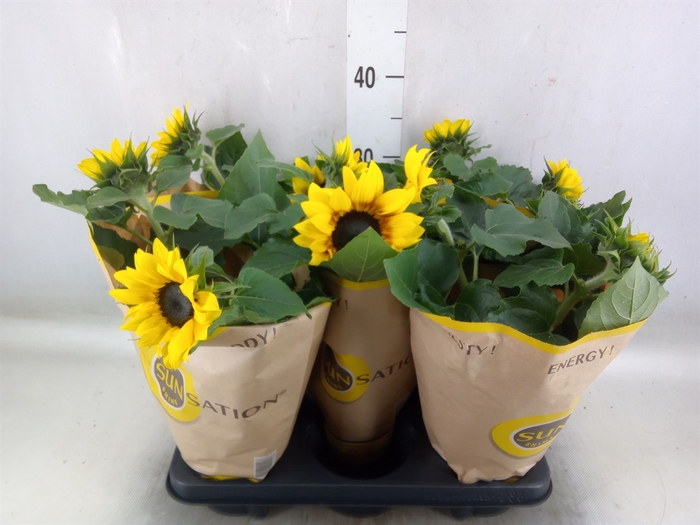 <h4>Helianthus an. 'Sunsation'</h4>