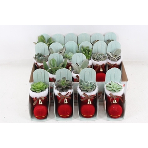 arr3 AD - Kerstlaars