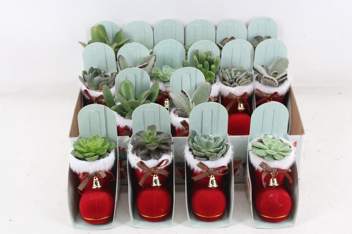 <h4>arr3 AD - Kerstlaars</h4>