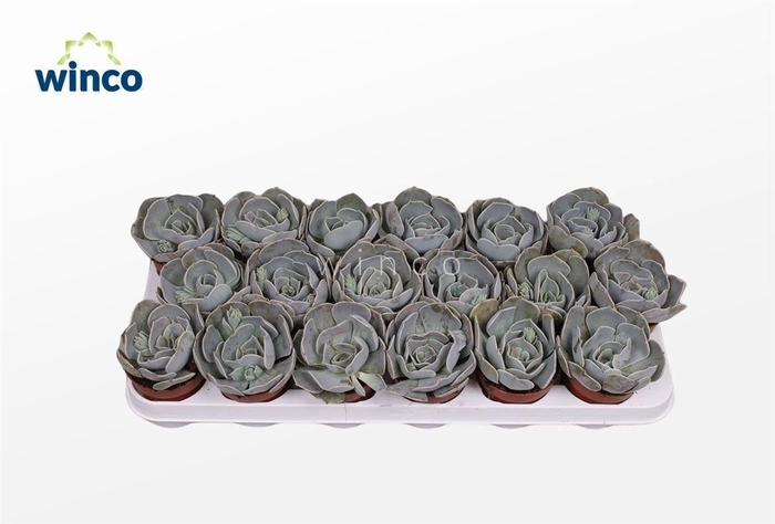 <h4>Echeveria Pollux</h4>