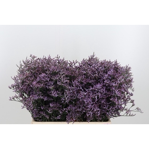 Limon Safora Lilac