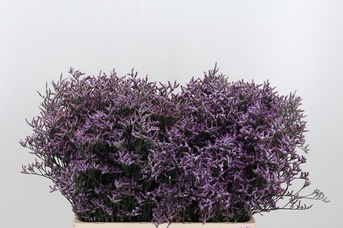 <h4>Limon Safora Lilac</h4>