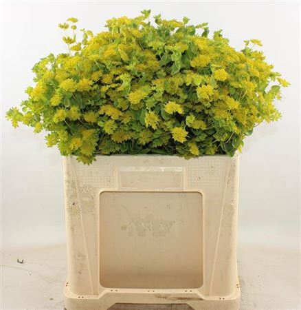 <h4>Bupleurum Rotundifolium</h4>