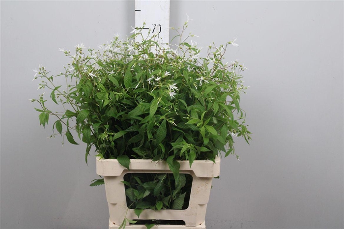 <h4>Gillenia Trifoliata</h4>