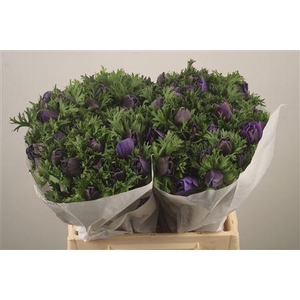 Anemone Mistral Blue