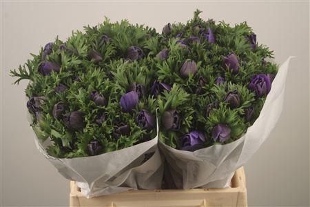 <h4>Anemone Mistral Blue</h4>