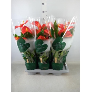 Anthurium andr. 'Florida'