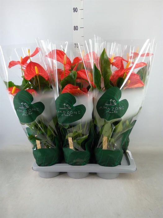 <h4>Anthurium andr. 'Florida'</h4>