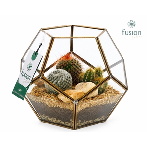 Geometrisch planter Medium met Cactus arrangement