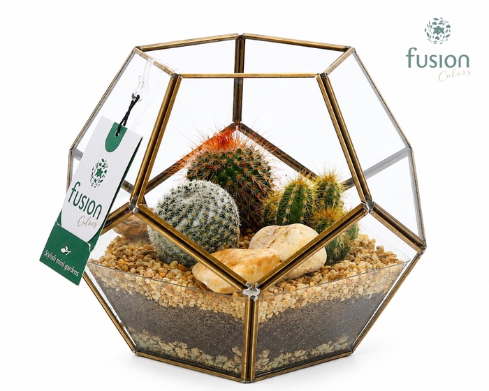 <h4>Geometrisch planter Medium met Cactus arrangement</h4>