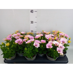 Osteospermum  'Margarita Pink Flar'