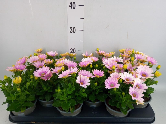 <h4>Osteospermum  'Margarita Pink Flar'</h4>