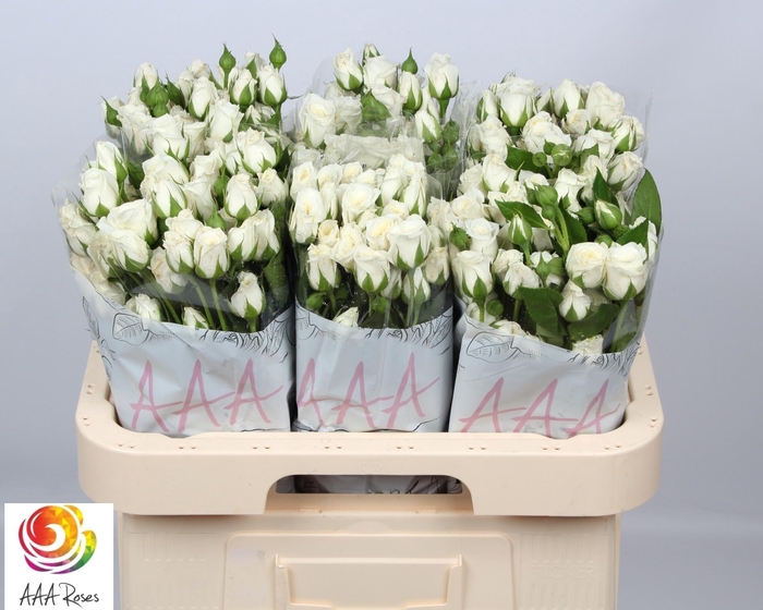 <h4>R TR SNOW BUBBLES</h4>