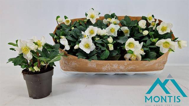 <h4>HELLEBORUS CHRISTMAS CAROL 12 CM LA</h4>