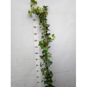 Hedera hibernica