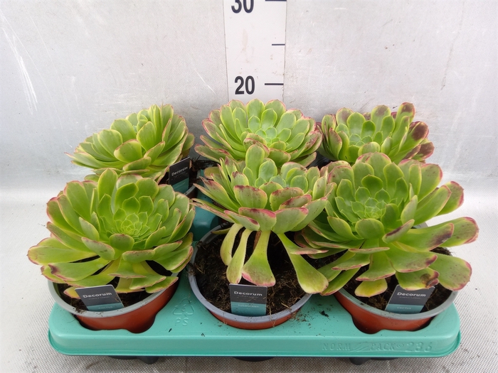 Aeonium   ...