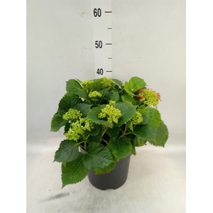 Hydrangea mac. 'Hi Fire'