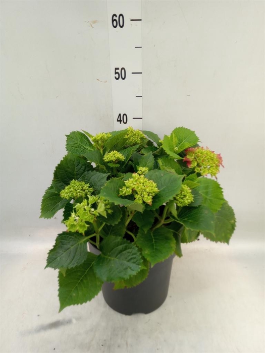 <h4>Hydrangea mac. 'Hi Fire'</h4>