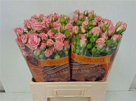 <h4>R Tr Odilia</h4>