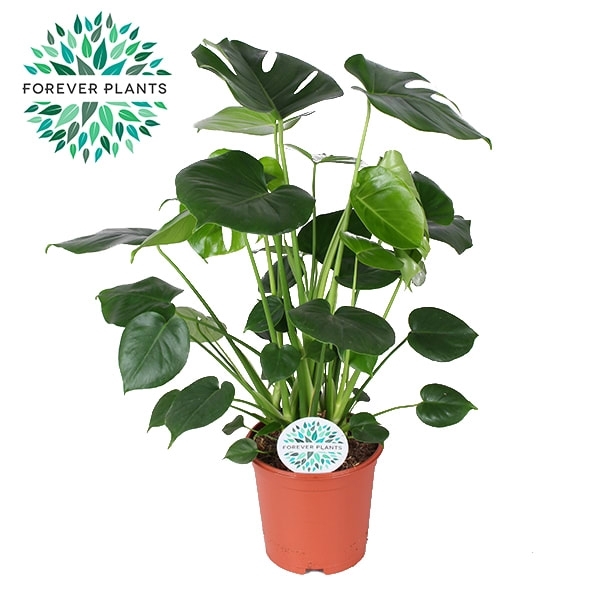 Monstera Deliciosa p21