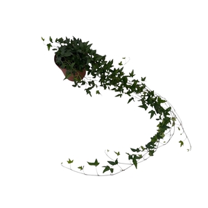 Hedera helix Shamrock - medium long