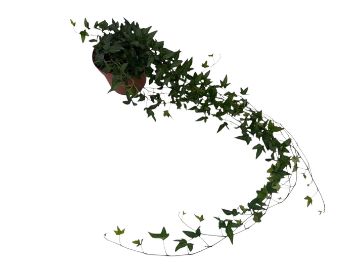 <h4>Hedera helix Shamrock - medium long</h4>