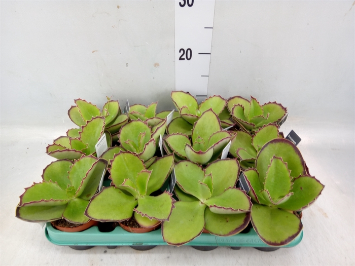 <h4>Kalanchoe NF   ...</h4>