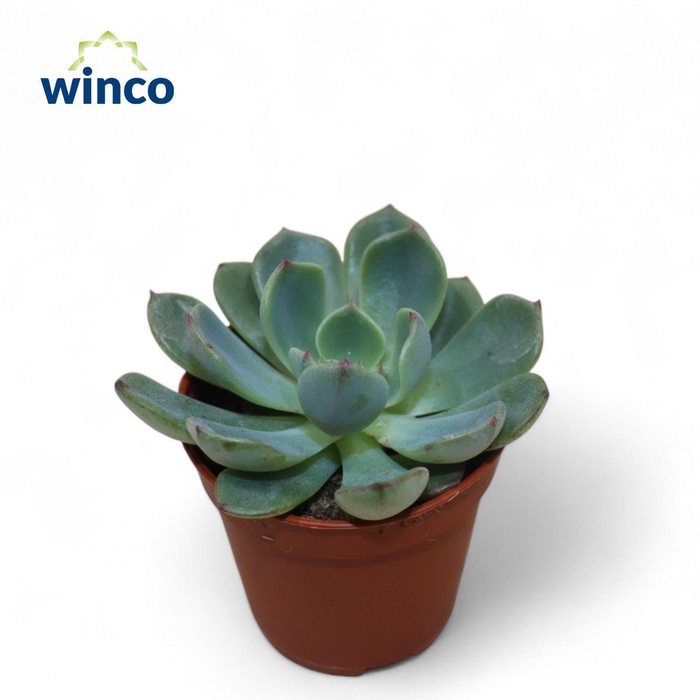 <h4>Echeveria Sitifukumiama</h4>