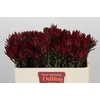 Leucadendron Blush