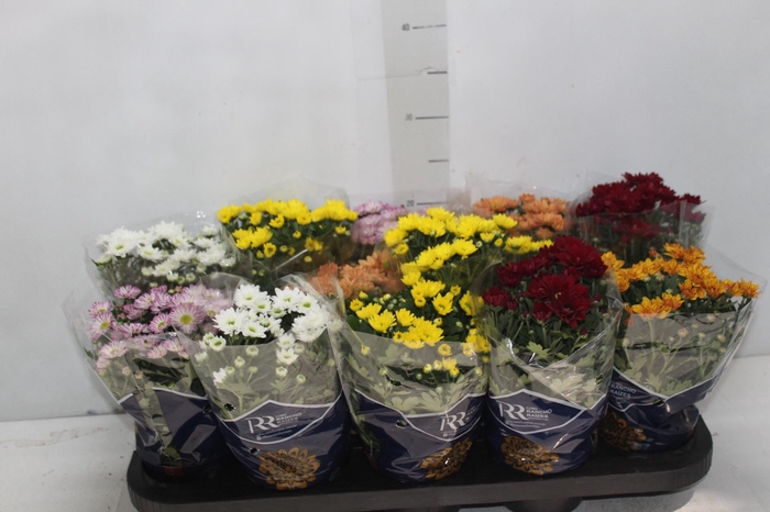 <h4>CRISANTEMO MINI P11</h4>