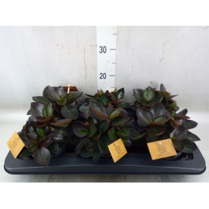 Peperomia clusiifolia 'Red Margin'