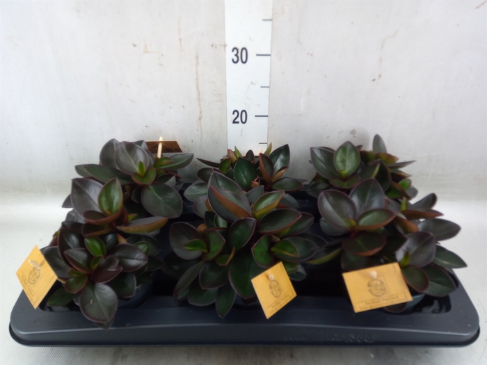 <h4>Peperomia clusiifolia 'Red Margin'</h4>