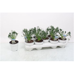 ALBUCA  FRIZ SIZZLE