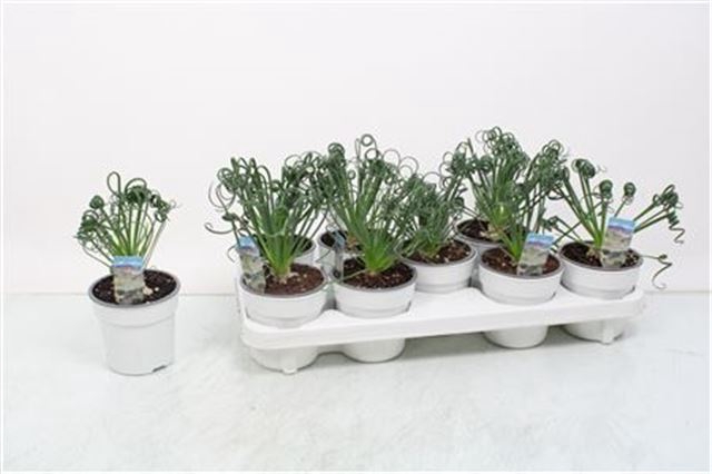 <h4>ALBUCA  FRIZ SIZZLE</h4>