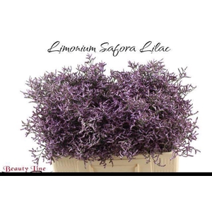 LIM SAF LILAC