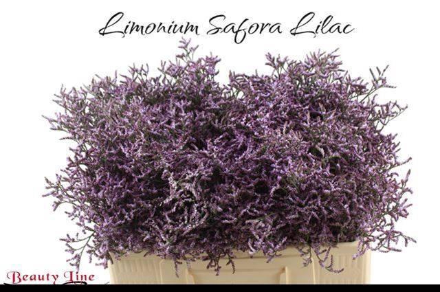 <h4>LIM SAF LILAC</h4>
