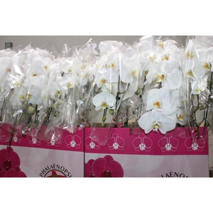 PHALAENOPSIS CASCATA P15 BRANCO 2 HT