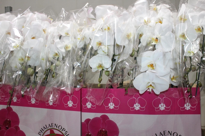 <h4>PHALAENOPSIS CASCATA P15 BRANCO 2 HT</h4>