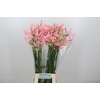 Nerine Casandra