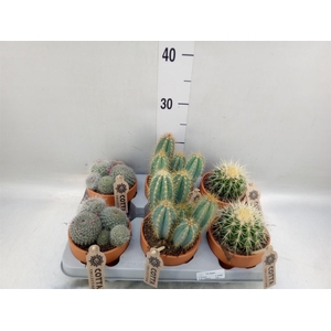 Cactus   ...mix