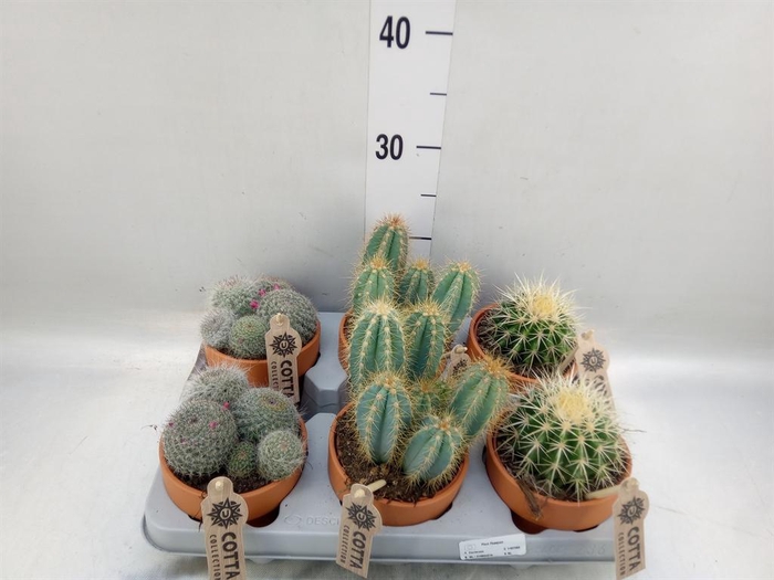 <h4>Cactus   ...mix</h4>