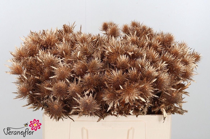 <h4>ERYN DOBIDA KLB H%</h4>