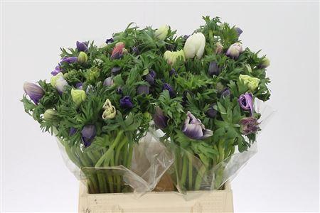 <h4>Anem Co Galil Pastel</h4>