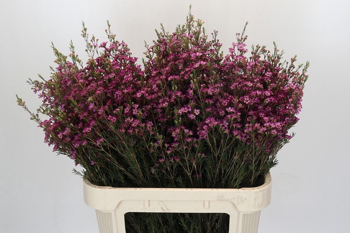 <h4>Chamelaucium Purple Pride</h4>